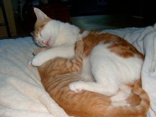 Kenshin (Moby), chaton roux né mi-juin 2012 Pic_0049