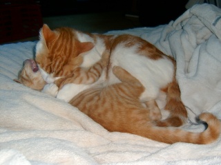 Kenshin (Moby), chaton roux né mi-juin 2012 Pic_0051