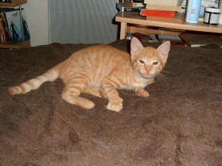 Kenshin (Moby), chaton roux né mi-juin 2012 Pic_0052