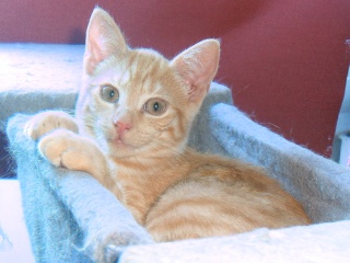 Kenshin (Moby), chaton roux né mi-juin 2012 Pic_0057