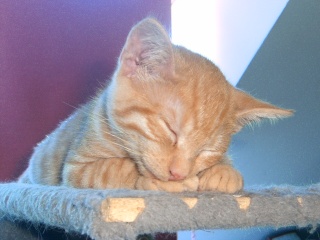 Kenshin (Moby), chaton roux né mi-juin 2012 Pic_0061