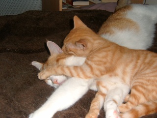 Kenshin (Moby), chaton roux né mi-juin 2012 Pic_0111