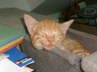 Kenshin (Moby), chaton roux né mi-juin 2012 Pic_0112