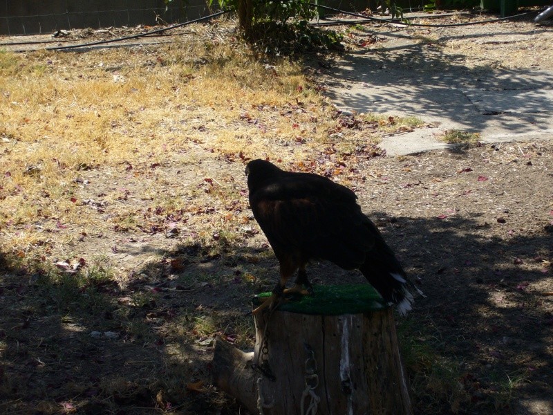 fete de la chasse à barjols dans le 83 00310