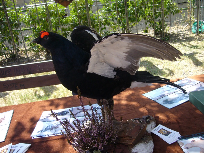 fete de la chasse à barjols dans le 83 00610