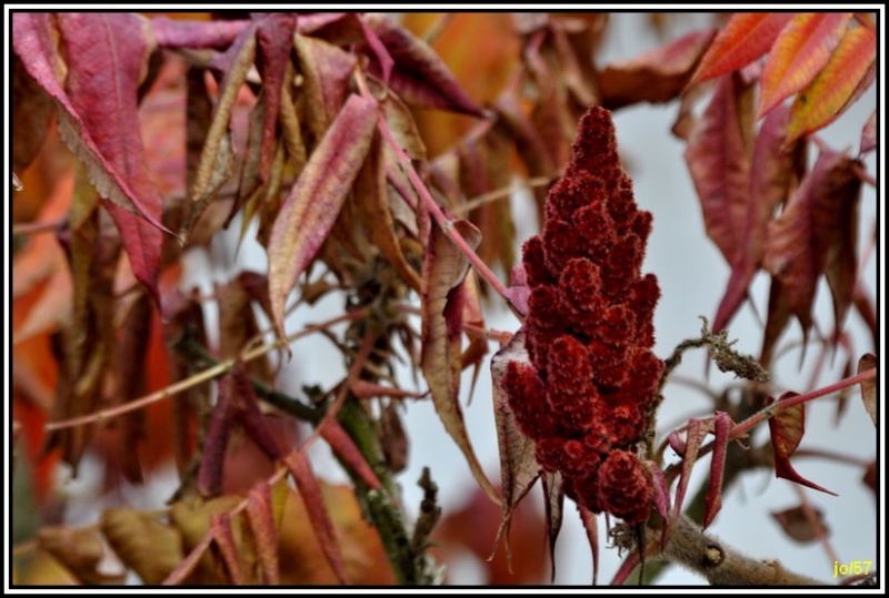 Couleurs d'automne Photo109