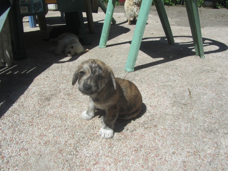 Adopté, Tino, petit croisé "ratier" bringé  Img_2731