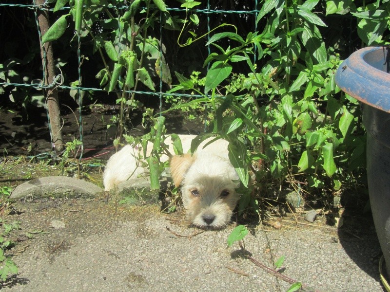 Milo, devient YOUPI,  croisé "westie" 3 mois cherche sa famille 250269500573387 ADOPTE Img_2735