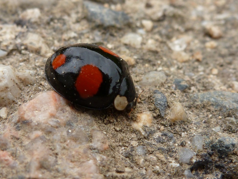 mes coccinelles ... P1050010