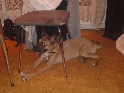 Urgence pour une chienne d'1 an X malinois / boxer 2012-010