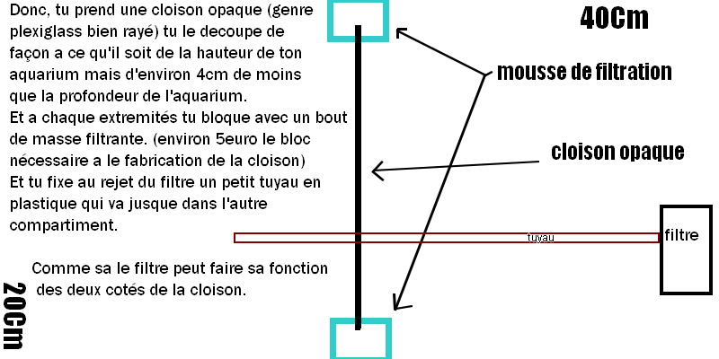 Mon premier betta  Tgtgt10