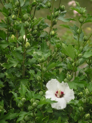 Hibiscus Syriacus  Imgp8234