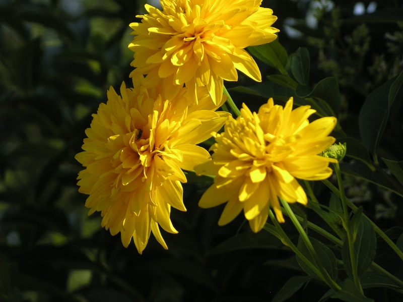 Semis de rudbeckia - Page 2 Imgp8317