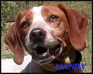 HENDY  épagneul 2 ans (34) Handya10
