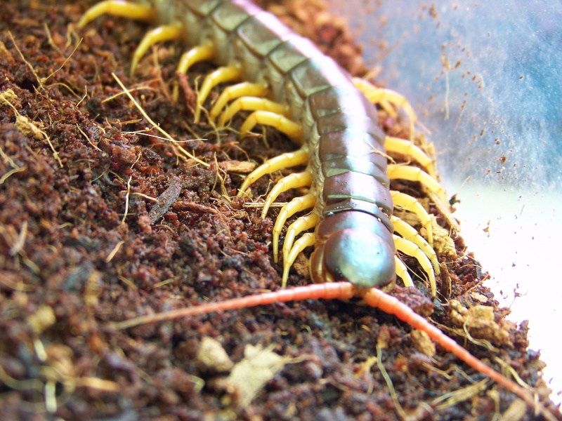 Scolopendra subspinipes dehaani 00112