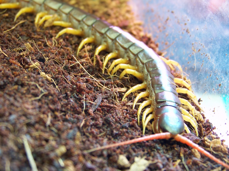 Scolopendra subspinipes dehaani 00312