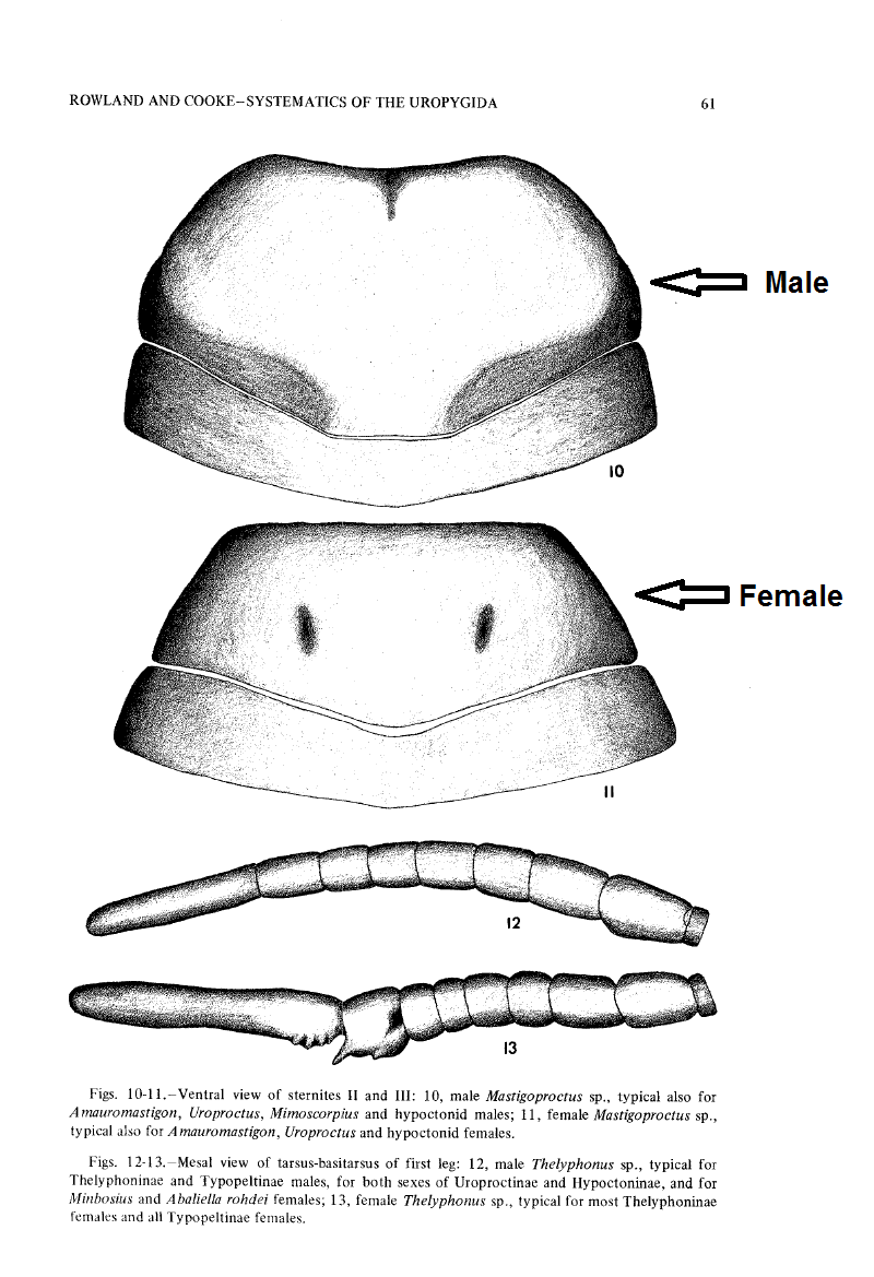 Mastigoproctus giganteus Caresheet M_giga10