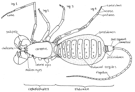 Mastigoproctus giganteus Caresheet Uropyg10