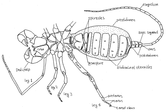 Mastigoproctus giganteus Caresheet Uropyg11