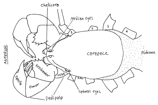 Mastigoproctus giganteus Caresheet Uropyg12