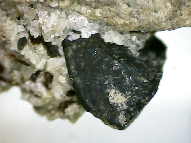 Aust microfossils through camera microscope Still023