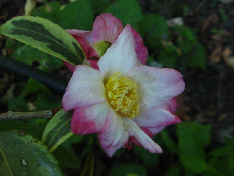 Les Camellias: variétés, floraison, culture. Saison 2012 - 2013 Camell10