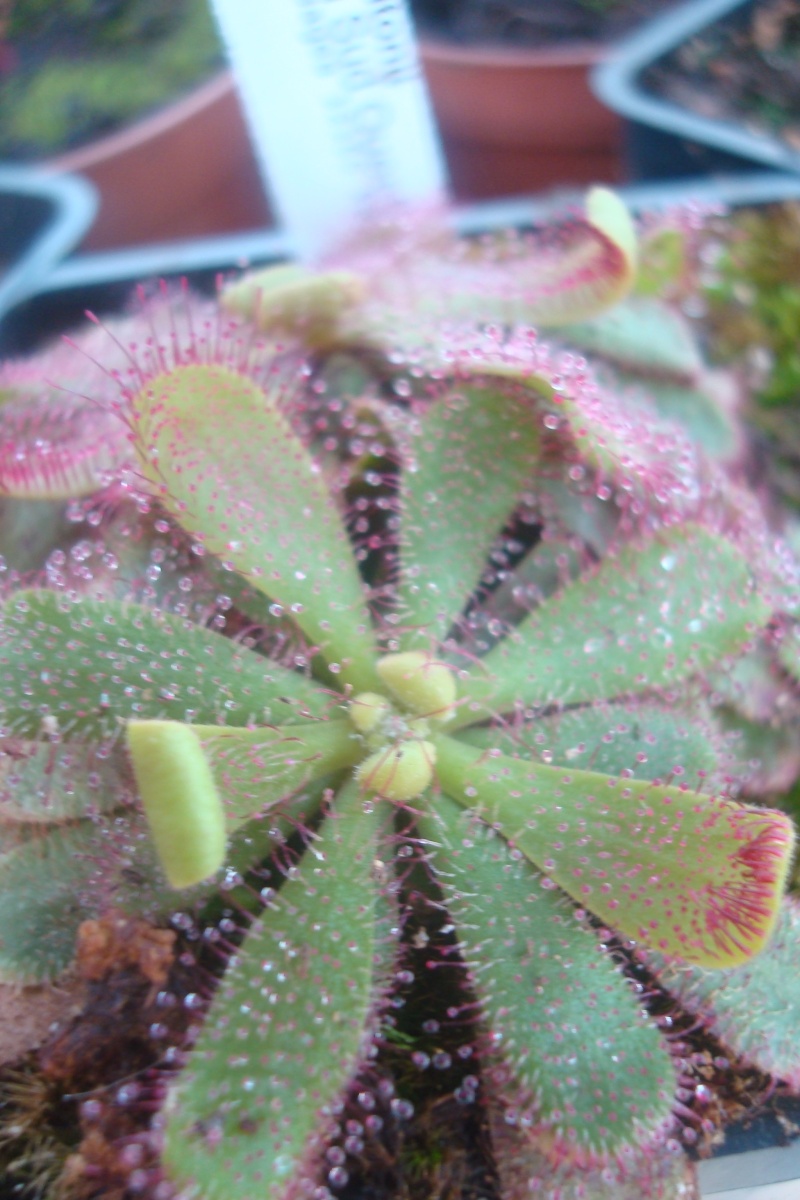 Drosera "Hamiltonii" D_hami13