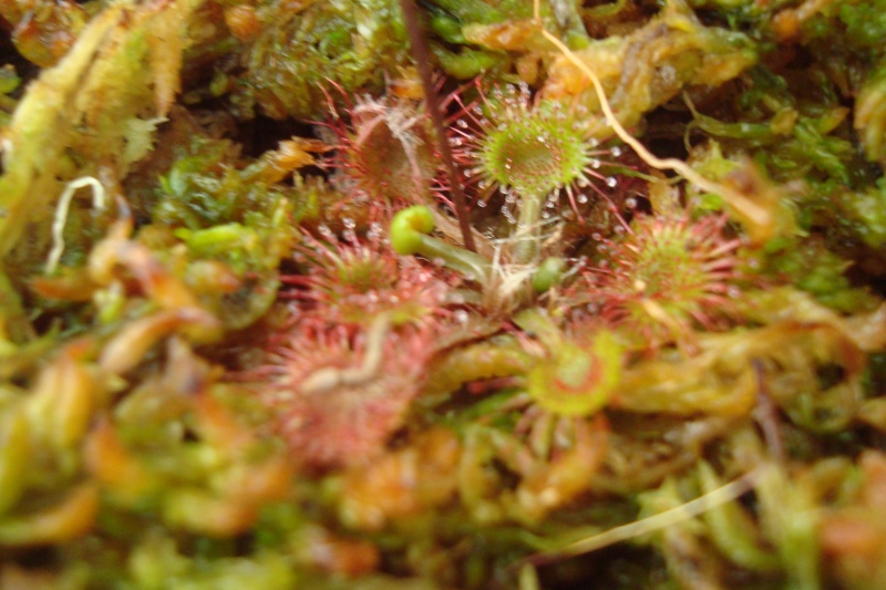 Drosera "Rotundifolia" D_rotu10