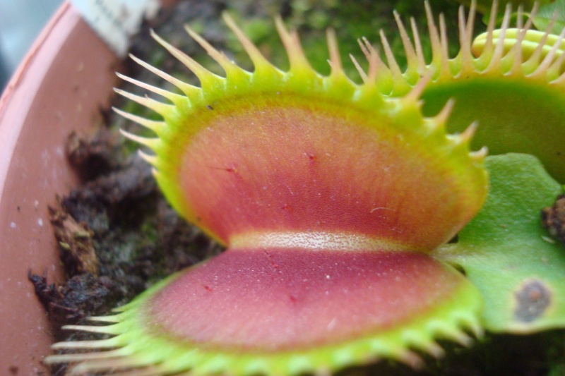 Dionaea "Giant Big Mouth" Dio_bi11