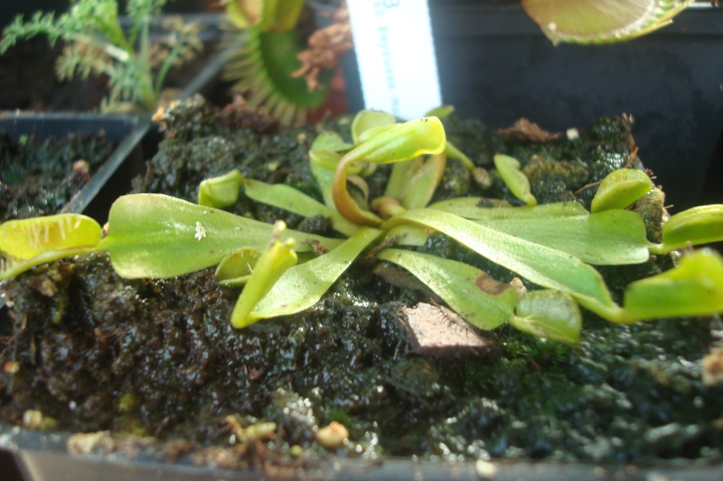 Dionaea "Fondue" Dio_fo10