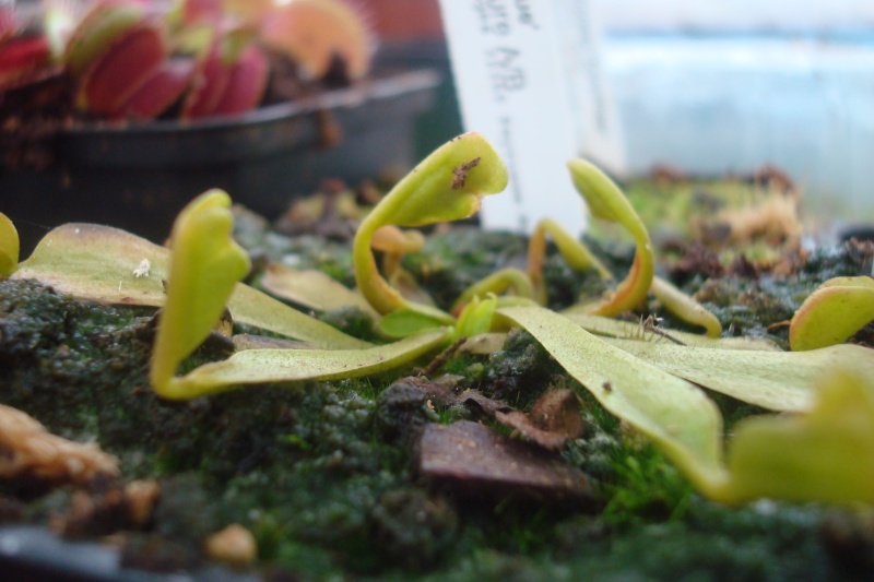 Dionaea "Fondue" Dio_fo11