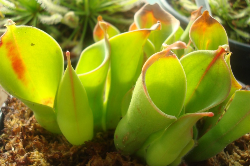 Heliamphora "Heterodoxa x Nutans" Heliam10