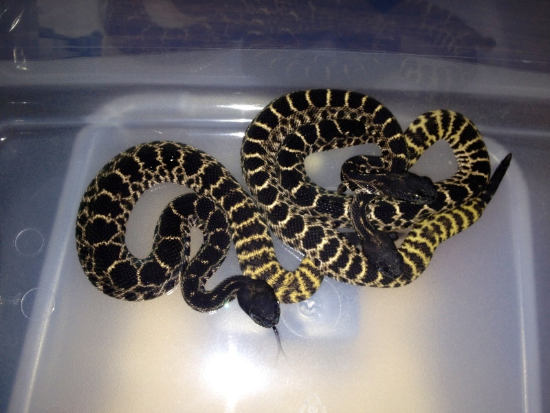 Baby Melanistic Atrox Img_5810