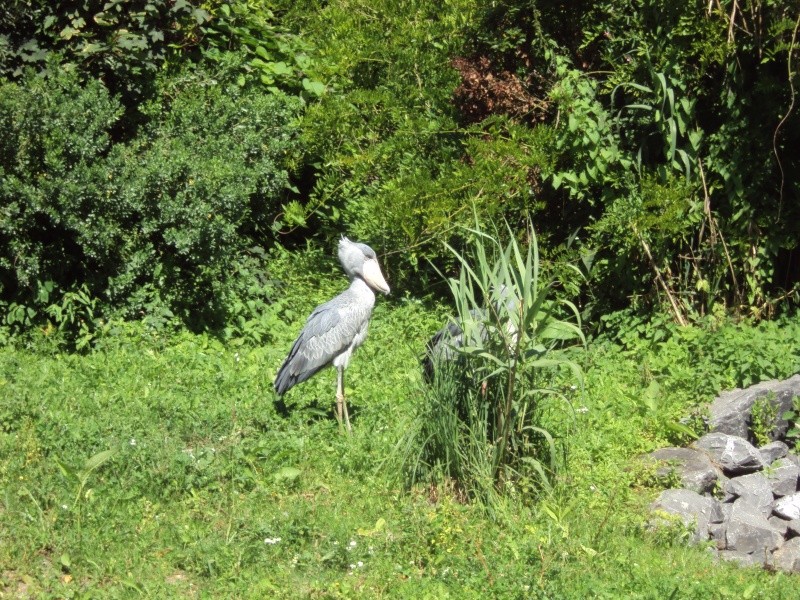 Visite de "Pairi daiza" (Belgique). Partie 2 "Autres.."  Dsc04422