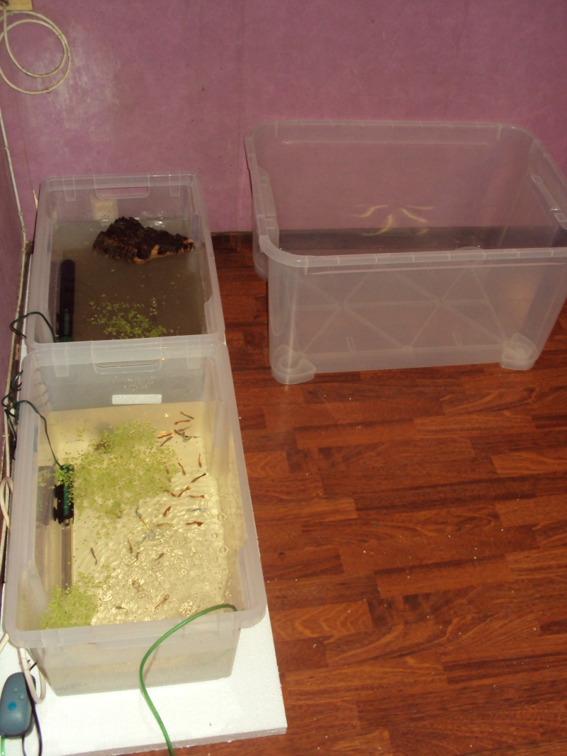 Mes élevages pour mes tortues :) Dsc04622