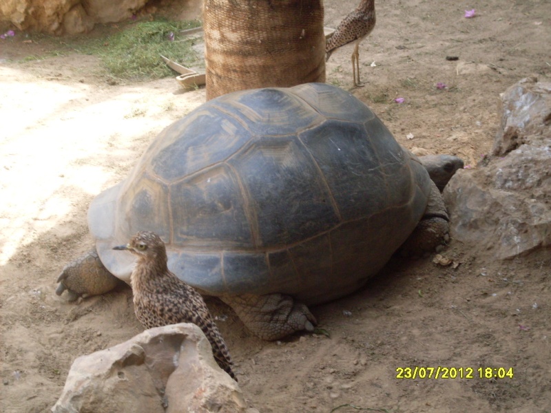 Visite de "Pairi daiza" (Belgique). "les tortue" Sdc10911