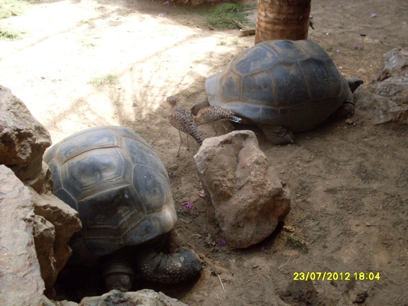 Visite de "Pairi daiza" (Belgique). "les tortue" Sdc10914