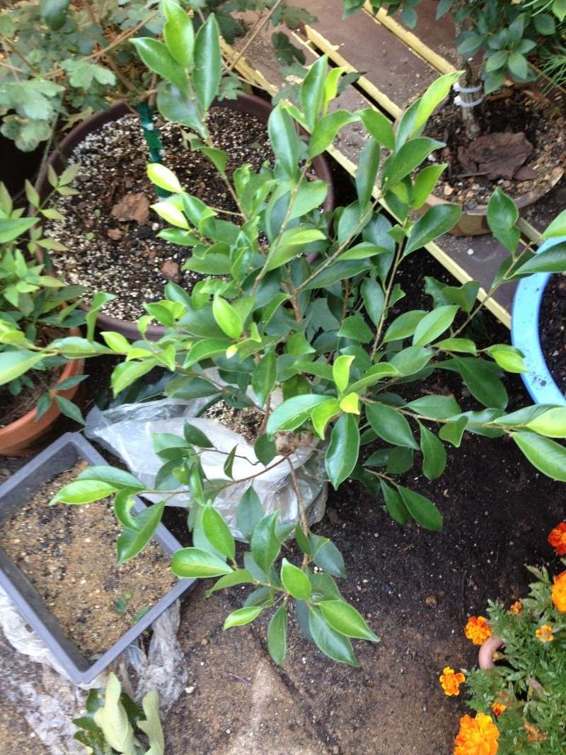 Winter Ficus Work? 6-30-110