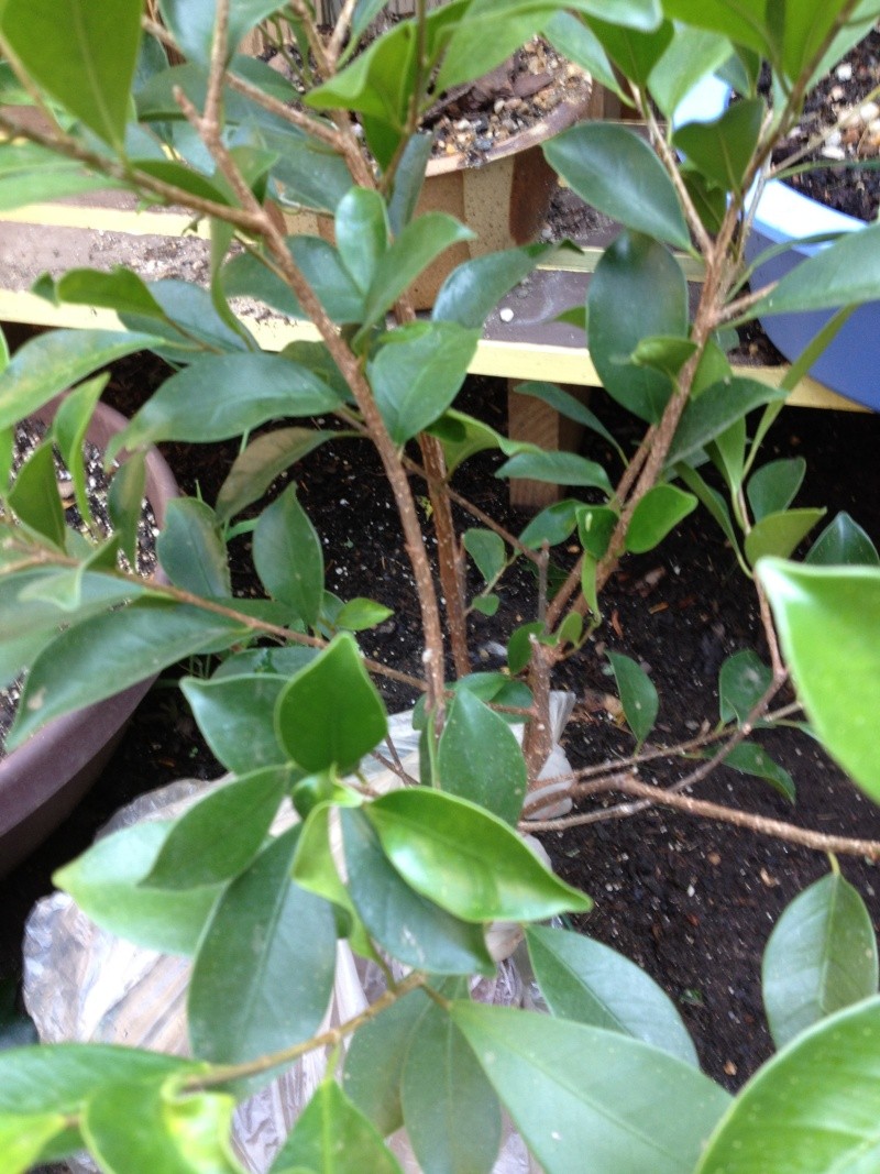 Winter Ficus Work? 6-30-111