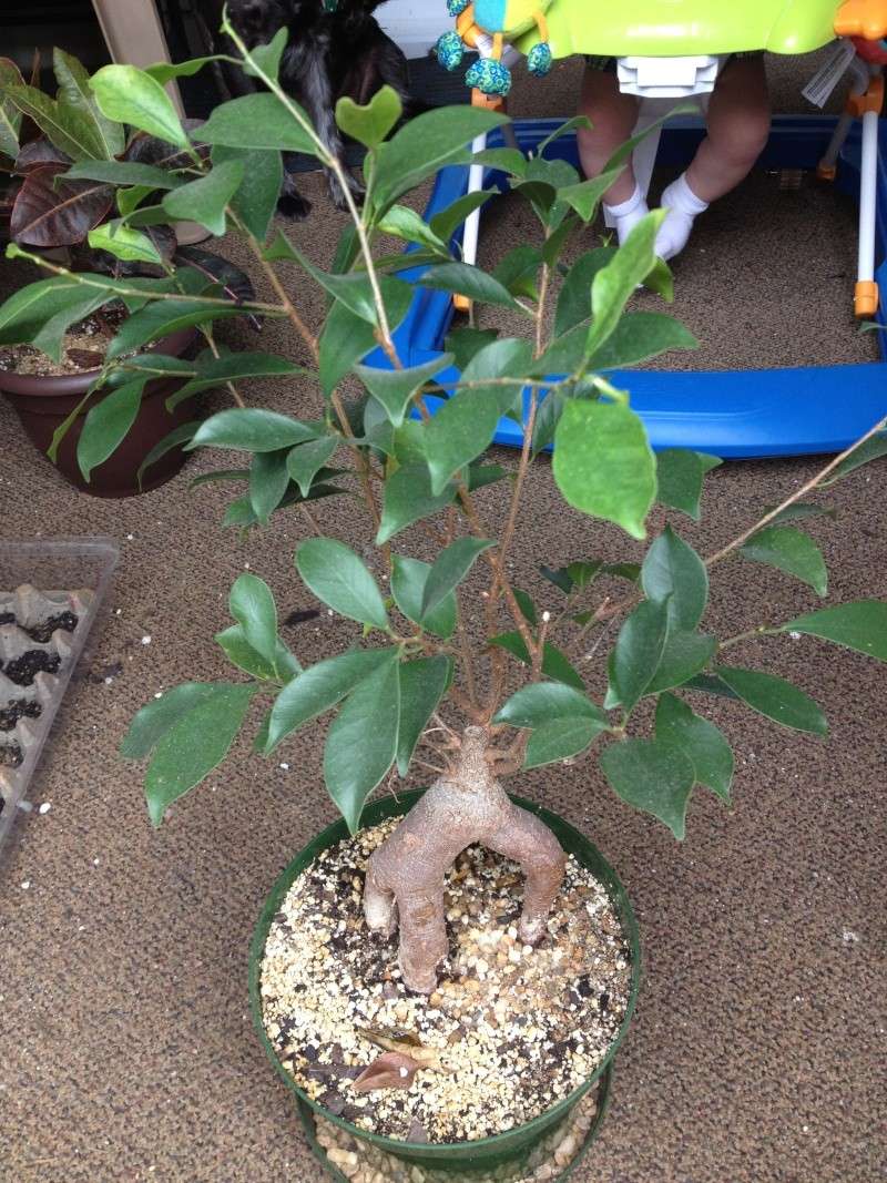 Winter Ficus Work? Chance11