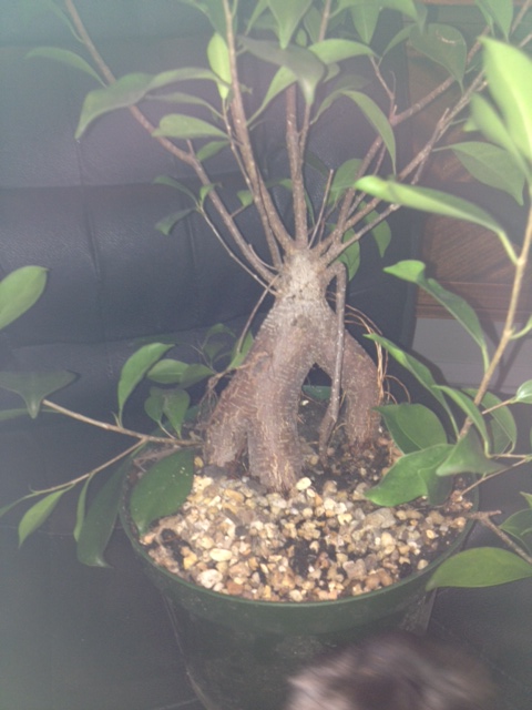 Winter Ficus Work? Photo10