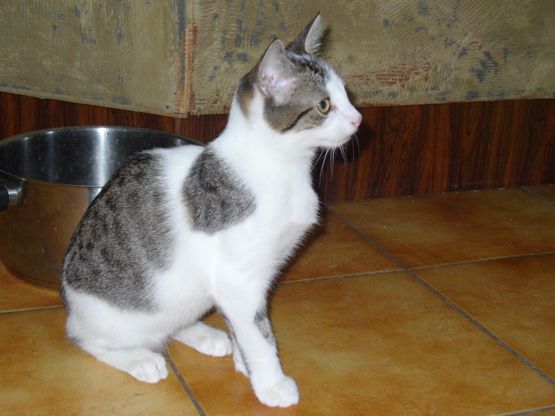 Shaggy, chaton mâle tabby gris et blanc, né fin mai 2012 P1020315