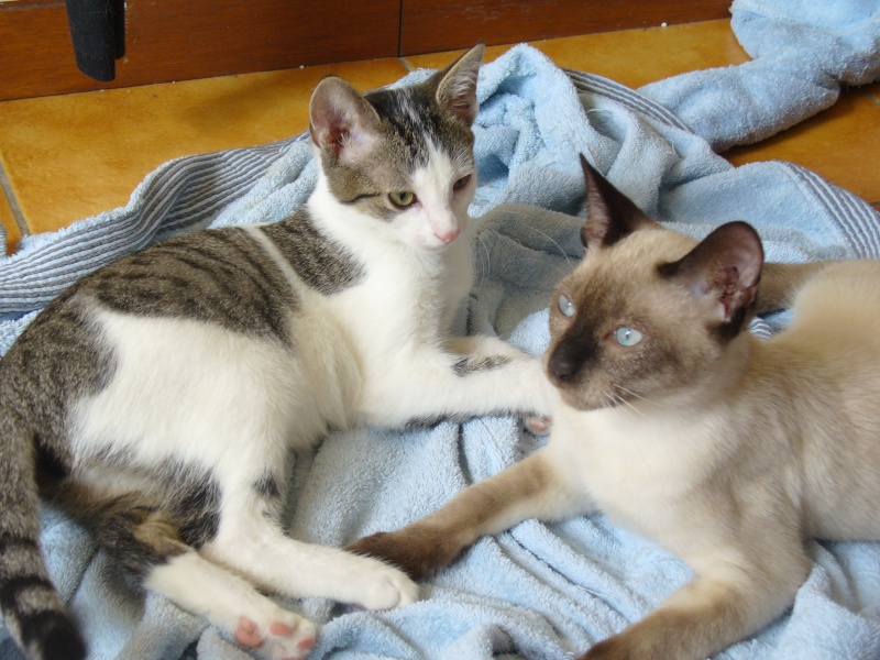 Shaggy, chaton mâle tabby gris et blanc, né fin mai 2012 P1020316