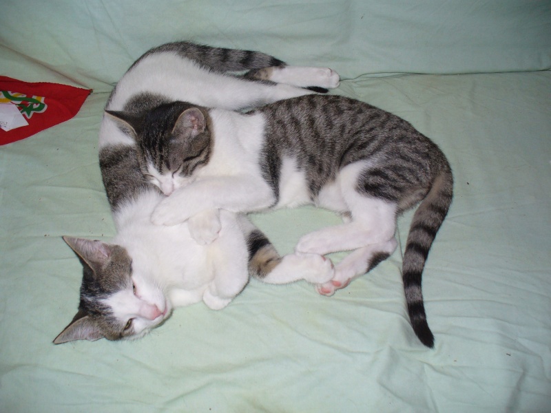 Shaggy, chaton mâle tabby gris et blanc, né fin mai 2012 P1020427