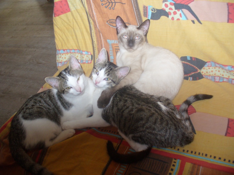 Shaggy, chaton mâle tabby gris et blanc, né fin mai 2012 P1020518