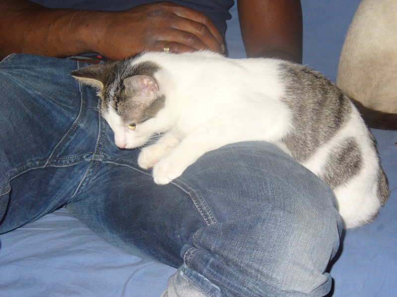 Shaggy, chaton mâle tabby gris et blanc, né fin mai 2012 P1020522