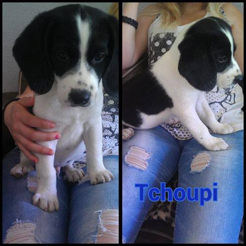 La race de mon chien? Tchoup11