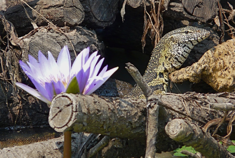 Lizards and Snakes P1000410