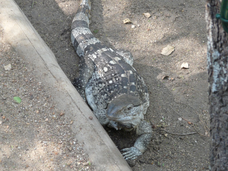 Lizards and Snakes P1000611