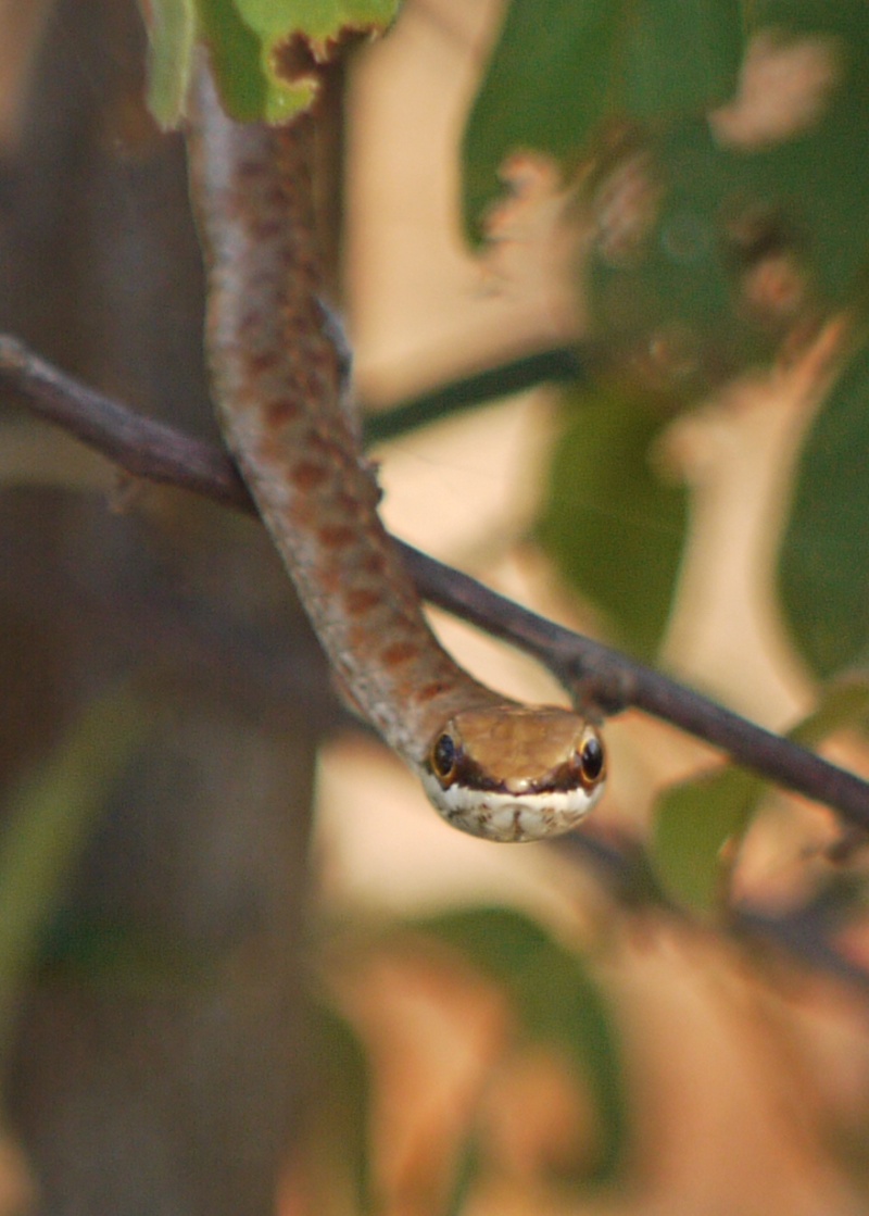 Lizards and Snakes P1010911